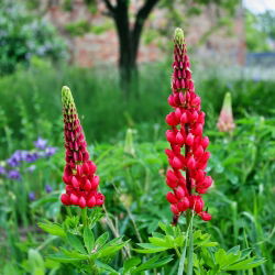 Hạt giống Lupin My Castle - Lupinus polyphyllus - 90 hạt