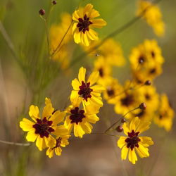Dwarf Tickseed gemengde zaden - Coreopsis tinctoria - 2000 zaden