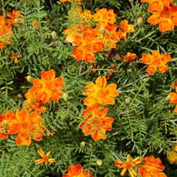 Marigold Oranye Permata biji - Tagetes tenuifolia - 600 biji