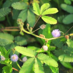 Mimosa, benih Tanaman Sensitif - Mimosa pudica - 34 biji