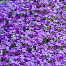 Aubrieta - 1000 seemned - Aubrieta Adans