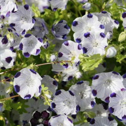 Five Spot seeds - Nemophila maculata - 200 seeds
