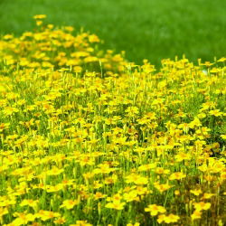 Törpe büdöske - Golden Gem - 600 magok - Tagetes tenuifolia