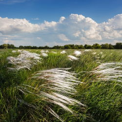 Mexické Feather Grass Pony Tails semená - Stipa tenuissima - 100 semien
