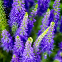 Spike Speedwell semințe - Veronica spicata - 1000 de semințe