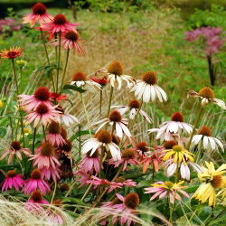Hạt hỗn hợp hình nón - Echinacea - 200 hạt - Echinacea purpurea