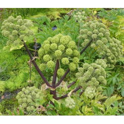 Angélica - Archangelica officinalis - Hierba antibacteriana, perfecta para infusiones - Semillas frescas