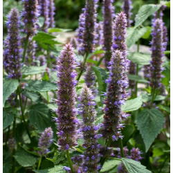 Hạt giống Hyssop khổng lồ Mexico - Agastache maxicana - 210 hạt - Agastache mexicana