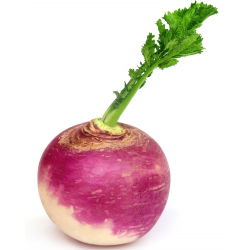 Nabo - De Nancy - 2500 semillas - Brassica rapa subsp. Rapa
