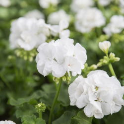 Geranie, Pelargonie Weiße - Pelargonie - 11 Samen