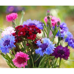 Rukkilill - segu - 200 seemned - Centaurea cyanus