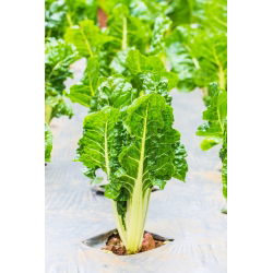 Pazı "Lucullus" - 225 tohum - Beta vulgaris var. cicla.  - tohumlar