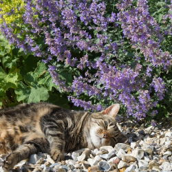 Cătușnică - Nepeta mussinii - Înflorește parfumată, iubită de pisici - Semințe proaspete