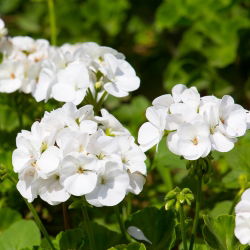 Geranie, Pelargonie Weiße - Pelargonie - 11 Samen