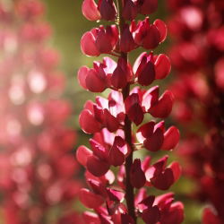 Hạt giống Lupin My Castle - Lupinus polyphyllus - 90 hạt