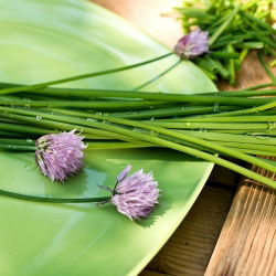 Schnittlauch - Medium leaf - Essbare, leuchtende Blätter für wiederholte Ernten - Samen