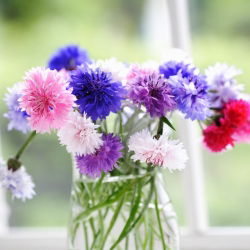 Rukkilill - segu - 200 seemned - Centaurea cyanus