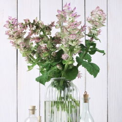 Salvia romana - Salvia sclarea - Belleza impresionante con hojas aromáticas - Semillas frescas