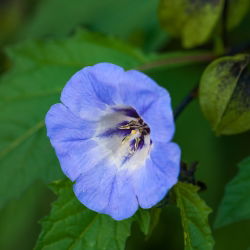 Nikandra - Nicandra physalodes - Crește până la 90 cm, ideal pentru grădinile sălbatice - Semințe proaspete