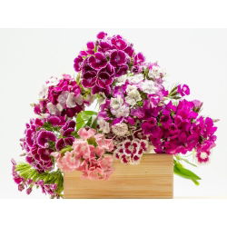 Édes William mag - Dianthus barbatus - 900 mag - magok