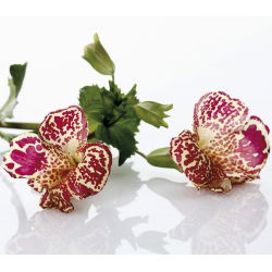 Hạt hổ hoa (hỗn hợp) - Mimulus tigrinus - 2500 hạt