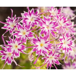 Drummondin Phlox Twinkle Star -siemenet - Phlox drummonda cuspidata nana - 500 siemeniä - Phlox drummondii cuspidata var. Stellaris
