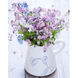 Pink Forget-Me-Not seemned - Myosotis alpestris - 460 seemet