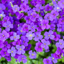 Aubrieta - 1000 seemned - Aubrieta Adans