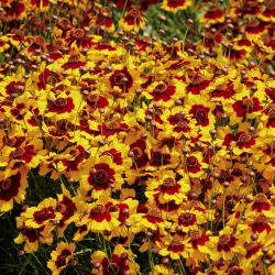 Dwarf Tickseed gemengde zaden - Coreopsis tinctoria - 2000 zaden