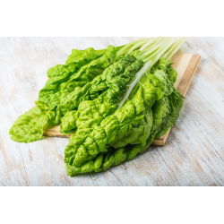 Pazı "Lucullus" - 225 tohum - Beta vulgaris var. cicla.  - tohumlar