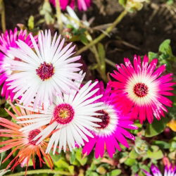Magic Carpet Segatud seemned - Mesembryanthemum criniflorum - 1600 seemet - Doroteantus bellidiformis