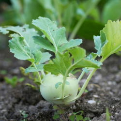 Sjemenke bijele korabrebe Delikates - Brassica oleraceae var. gongylodes - 520 sjemenki - Brassica oleracea var. Gongylodes L.