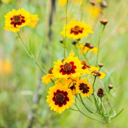 Dwarf Tickseed gemengde zaden - Coreopsis tinctoria - 2000 zaden
