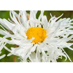 Margherita - Crazy Daisy - Chrysanthemum leucanthemum - Eleganza candida, ideale per bouquet - Semi Freschi