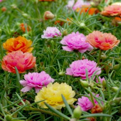 Moss Rose Dvojlôžková Mix - Portulaca grandiflora fl.pl. - 4500 semien - semená