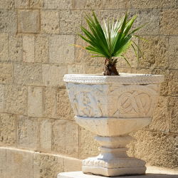 Cotton Palm, Desert Fan Palm seeds - Washingtonia filifera - 5 seeds