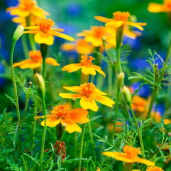 Törpe büdöske - Golden Gem - 600 magok - Tagetes tenuifolia