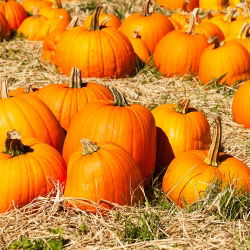 Tykev okrasná - Jack O'Lantern - Obří dýně slávy – dokonalost na Halloween - Čerstvá semena