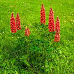 Hạt giống Lupin My Castle - Lupinus polyphyllus - 90 hạt