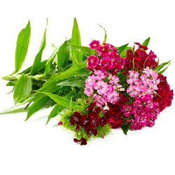 Édes William mag - Dianthus barbatus - 900 mag - magok
