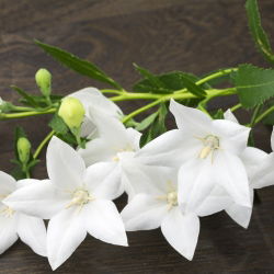 Balloon Flower Fuji White seemned - Platycodon grandiflorus - 110 seemnet