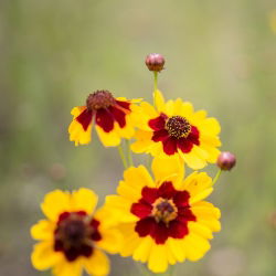 Dwarf Tickseed gemengde zaden - Coreopsis tinctoria - 2000 zaden