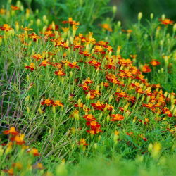 Kleinbloemige Afrikaan Tagetes - Red Gem - 600 zaden - Tagetes tenuifolia