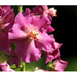 Purple Mullein seemned - Verbascum phoeniceum - 800 seemnet