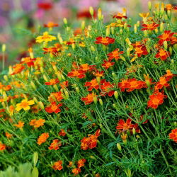 Kleinbloemige Afrikaan Tagetes - Red Gem - 600 zaden - Tagetes tenuifolia