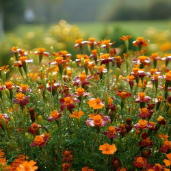Kleinbloemige Afrikaan Tagetes - Red Gem - 600 zaden - Tagetes tenuifolia