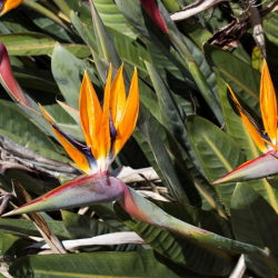 Sementes de flores Ave-do-Paraíso - Strelitzia reginae - 5 sementes