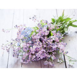 Pink Forget-Me-Not seemned - Myosotis alpestris - 460 seemet