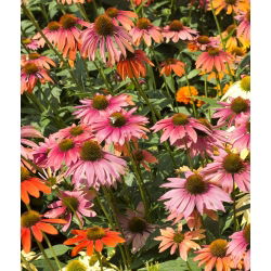 Hạt hỗn hợp hình nón - Echinacea - 200 hạt - Echinacea purpurea