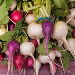 Radish mešano seme - Raphanus sativus - 850 semen - Raphanus sativus L. - semena